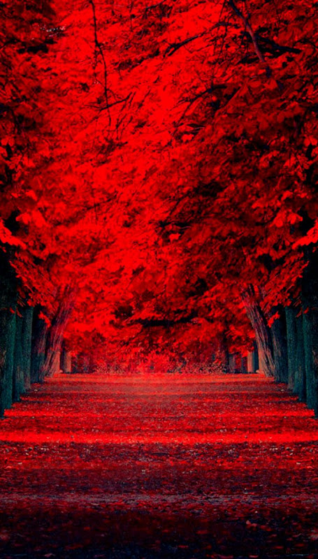 Red leaves – falling – Road iPhone 6 Wallpapers  iPhone 6 Wallpapers