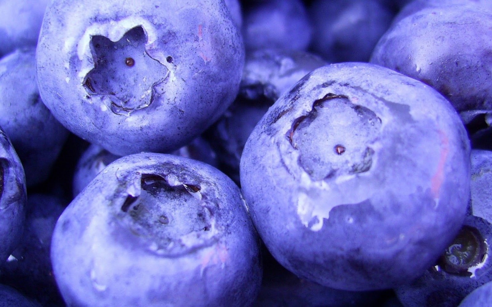 Macro Blueberries Full HD Desktop Wallpapers 1080p