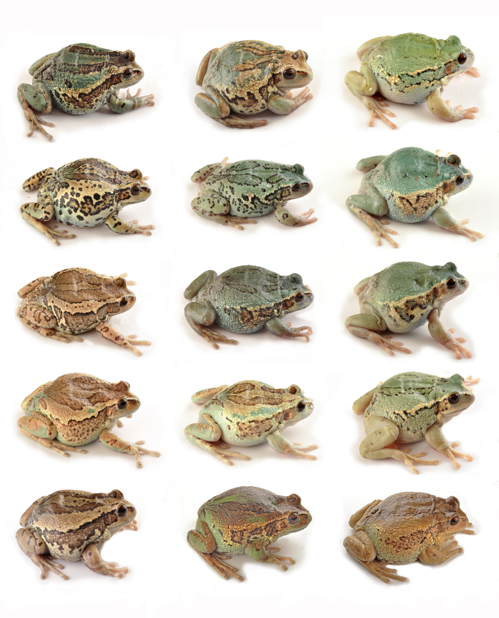 Noticias de Wikiri S.A. Captive bred Gastrotheca riobambae