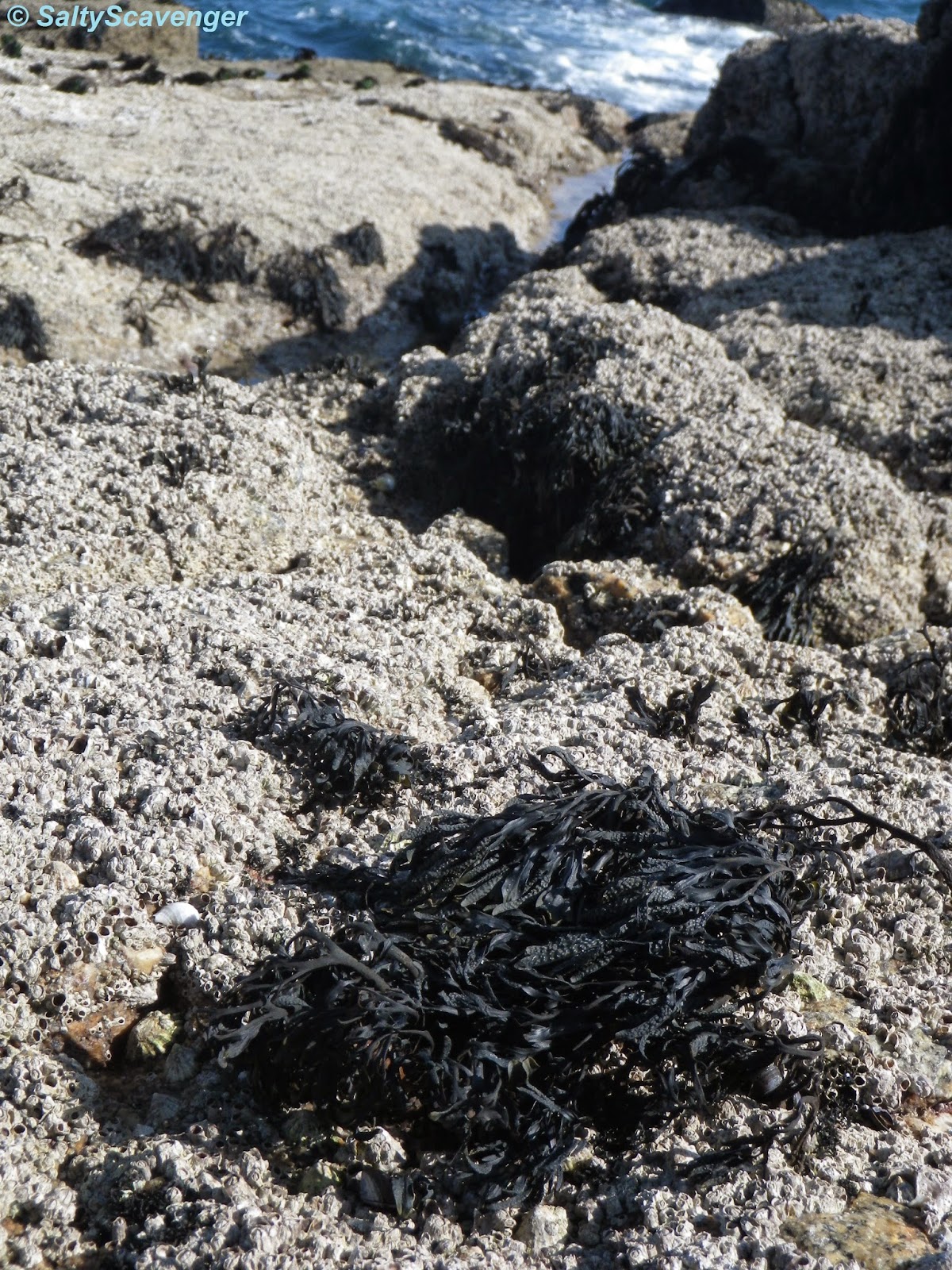 Rock Pooling: Rockpooling destination: Mousehole area, April 2014