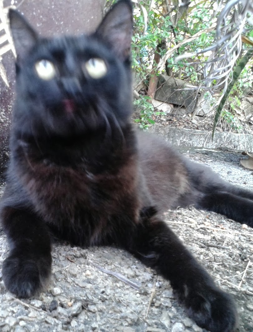 Gambar Kucing Warna Hitam Lucu