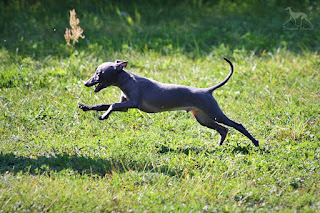 Italian Greyhound Sighthound puppies for sale