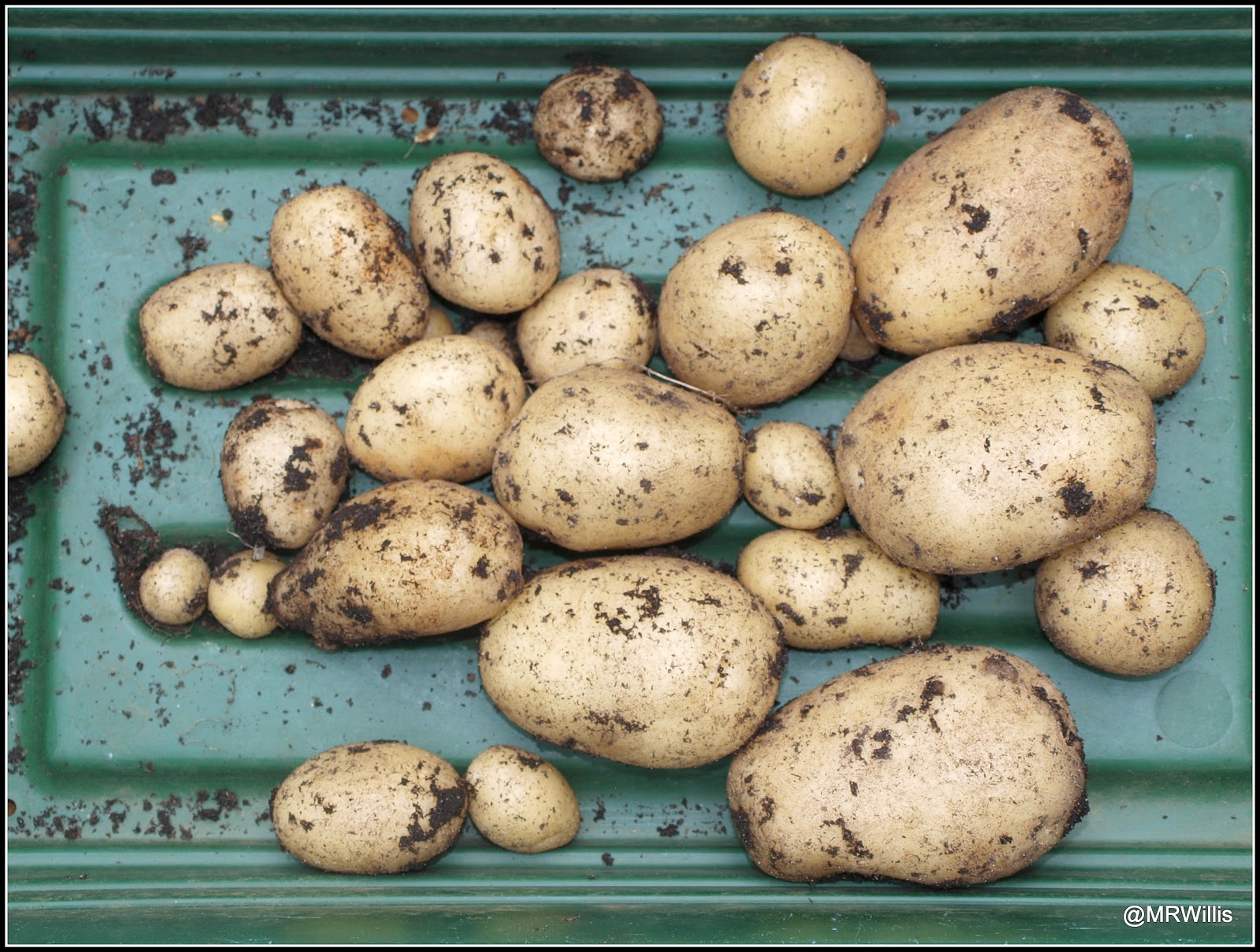 Mark's Veg Plot First Early potato "Foremost"