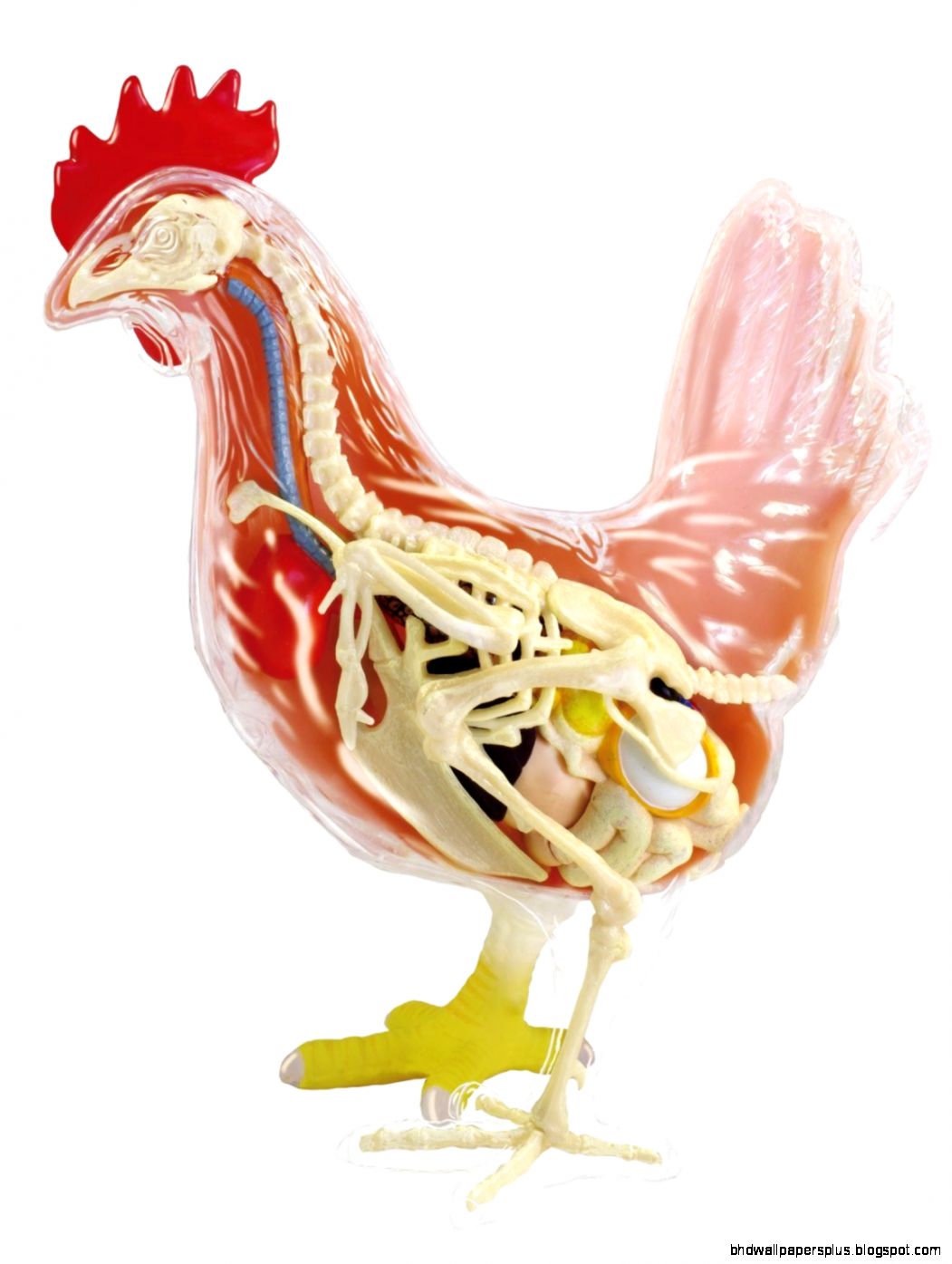 Beautifully detailed Chicken Anatomy Model   32