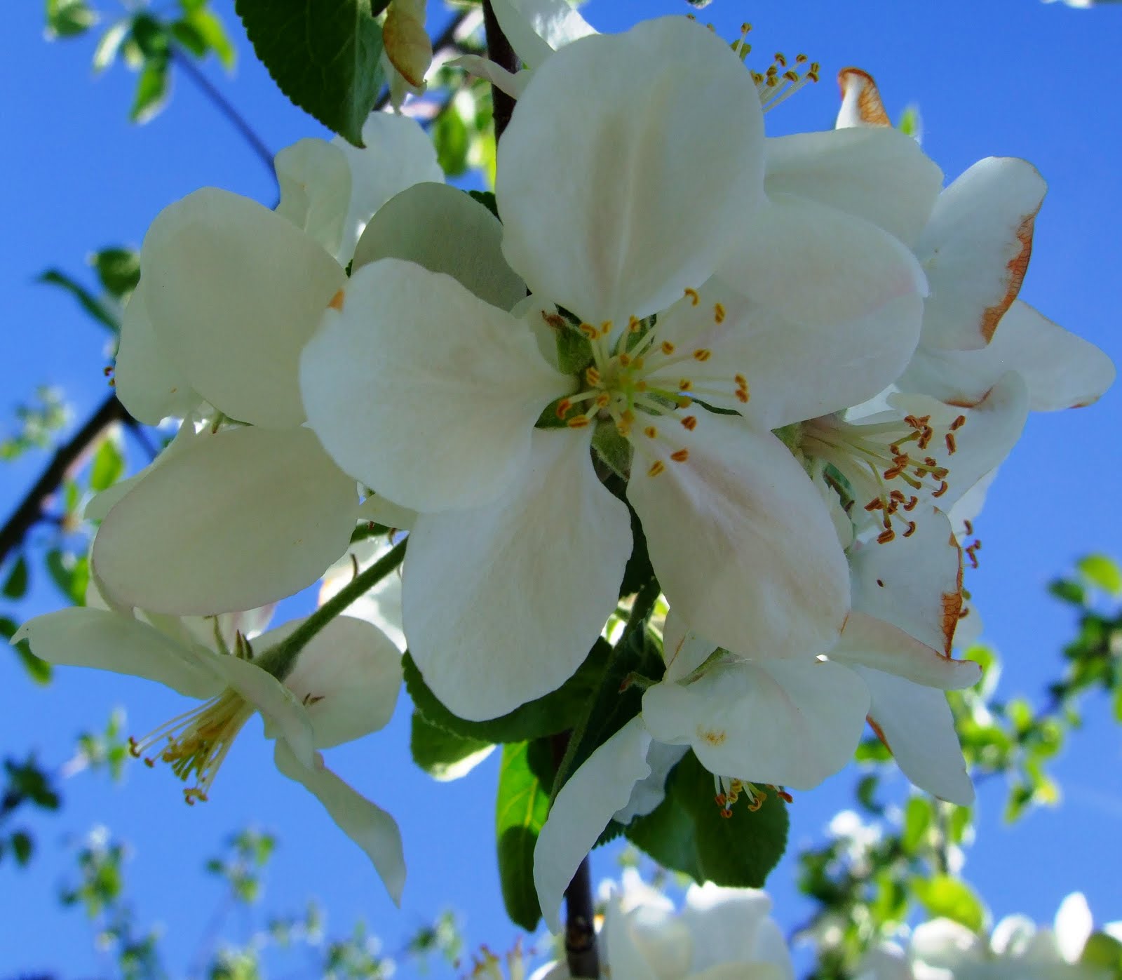 My Delicious Autumn Apple Blossoms