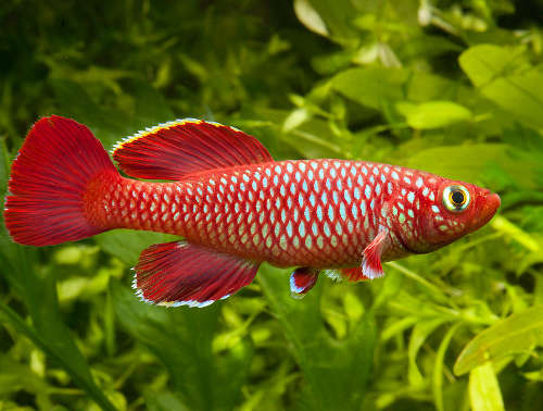 10 Jenis Ikan Hias Air Tawar Tercantik Untuk Akuarium