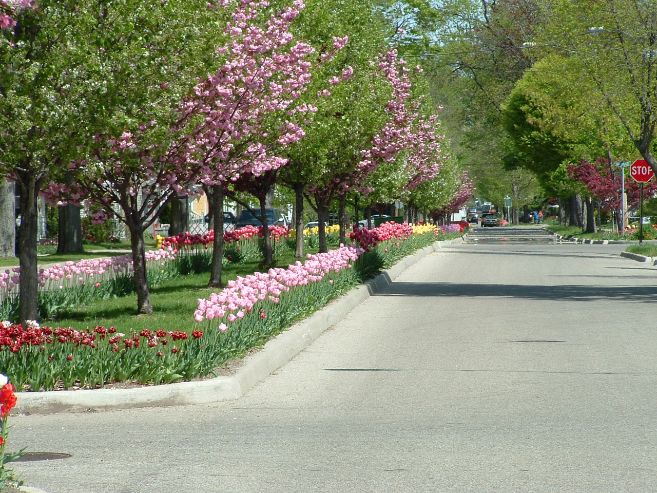 Tulip Time in Holland, Michigan wow!