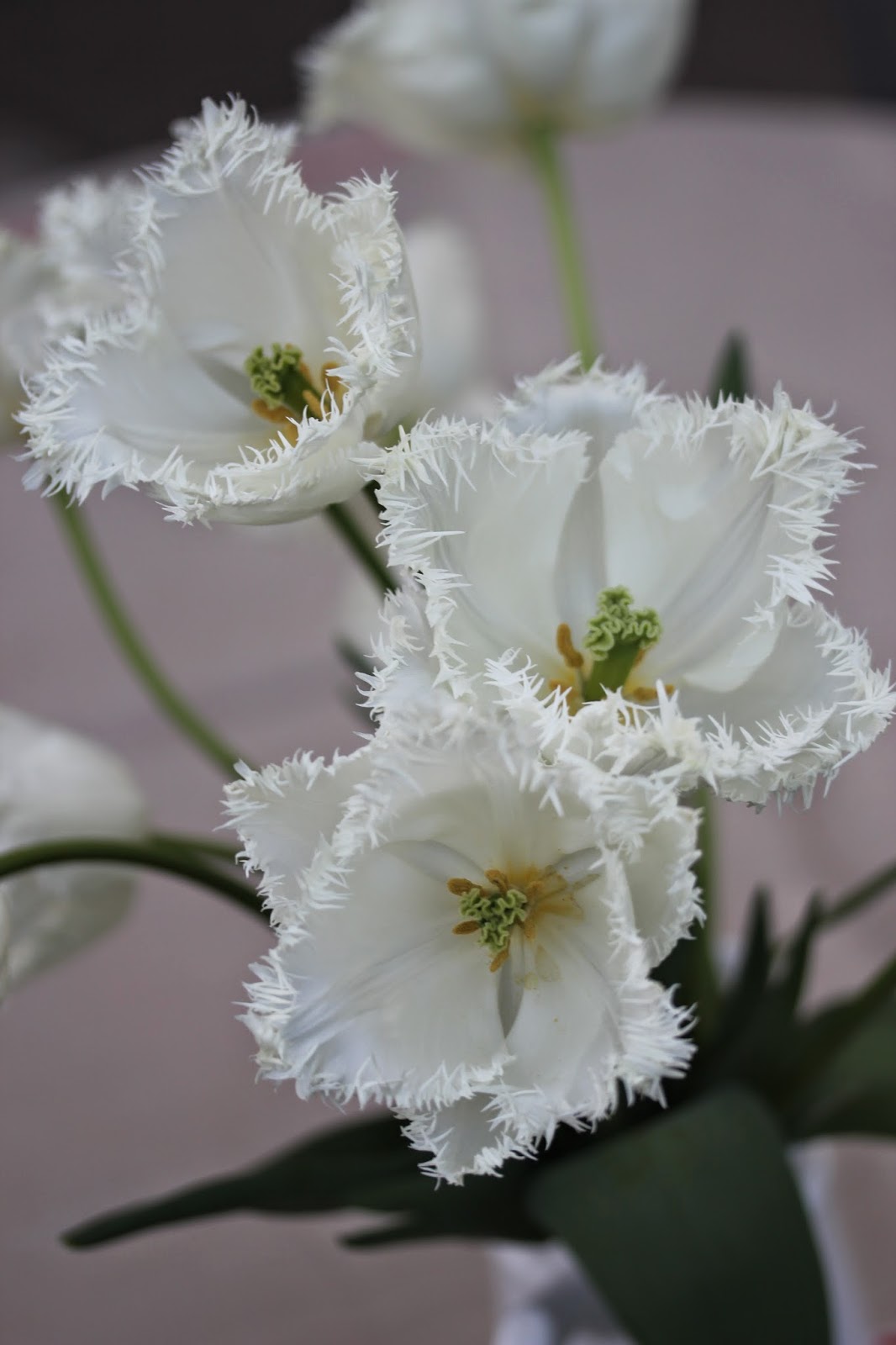 White tulips | Wild Acre