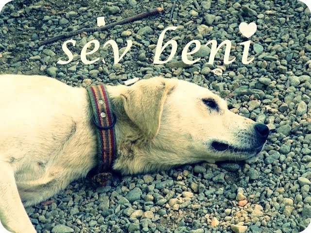 iki kum tanesi Hayvan sevmek