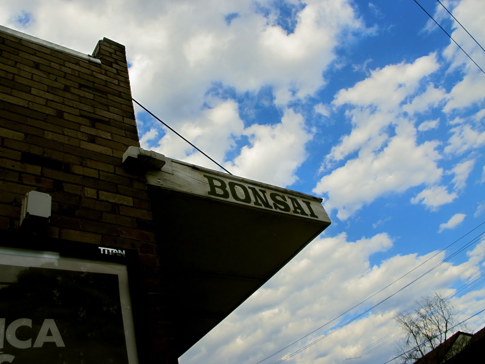 WEST END GURLS BONSAI SHOP, GUILDFORD