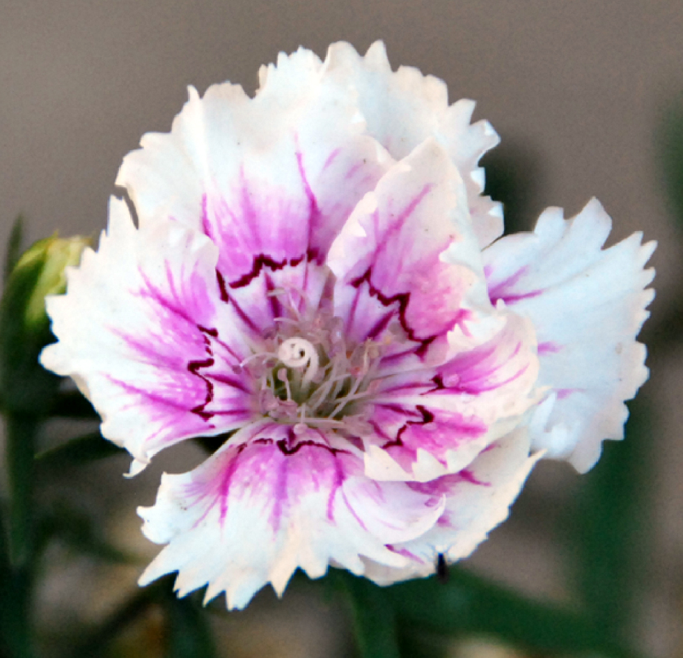 Fotos de flores CLAVELES DE VARIOS TIPOS Y COLORES