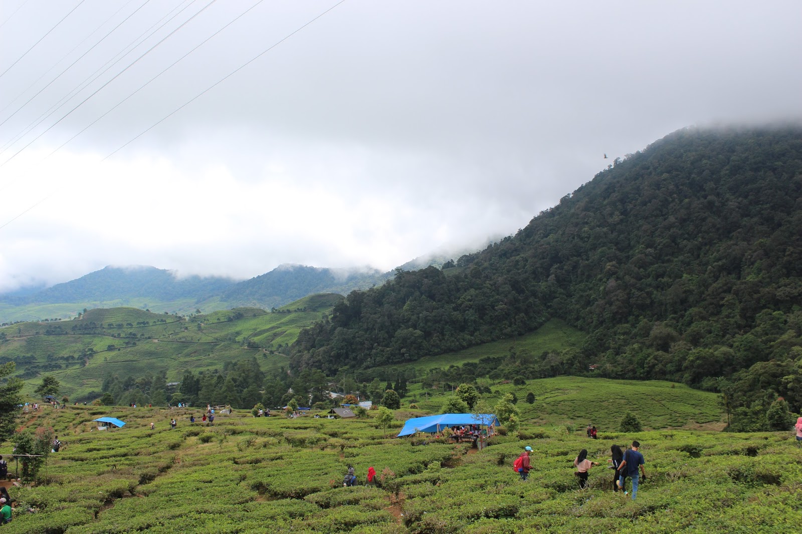 Pass Puncak - Bogor, Objek Wisata Kebun Teh Yang Indah - Putra Kapuas