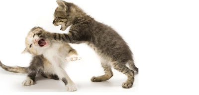 Are My kittens Fighting Or Playing? How to Tell, cats fighting,kittens in,cats food