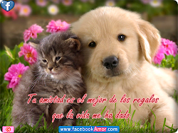 bonitas mi perfil imagenes frases