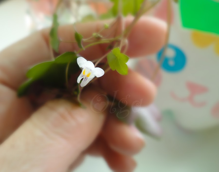 maceta gato - flower cat - pintura pizarra chalk paint 