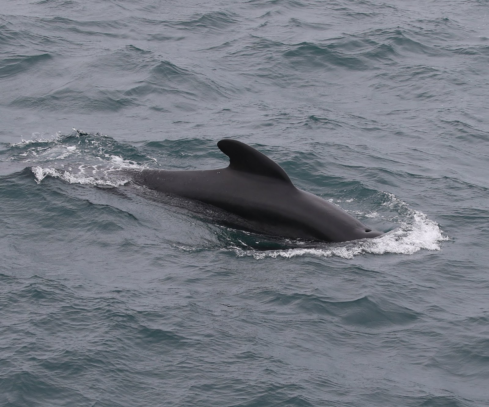 Birding Poole Harbour & Beyond 9 May 18 West African Pelagic Day