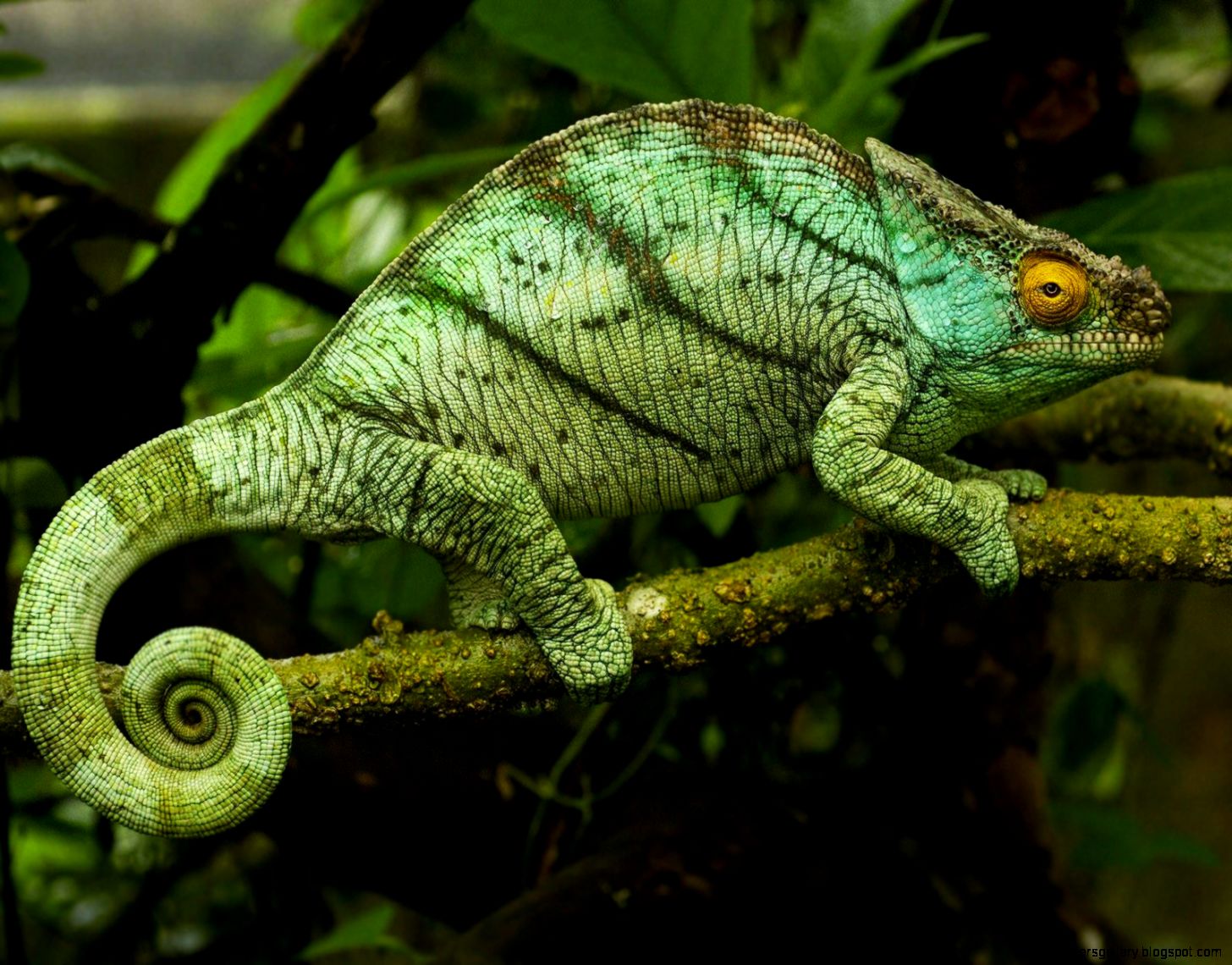 Cool Reptiles To Own Wallpapers Gallery