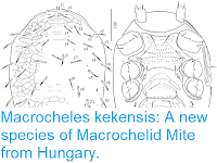 https://sciencythoughts.blogspot.com/2018/06/macrocheles-kekensis-new-species-of.html