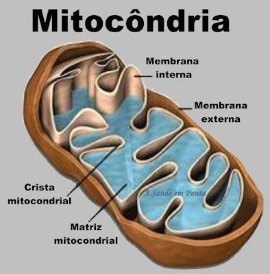 Esquema estrutural da mitocôndria, a responsável pela respiração celular, a queima da glicose para obtenção de energia.