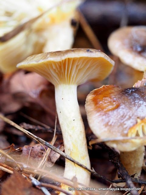 listopadowka, na grzyby, atlas grzybow, las, jaki to grzyb, wodnicha poznojesienna, jasnozolta, grzybobranie