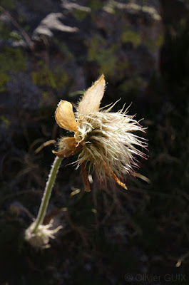 Anémone Pulsatille