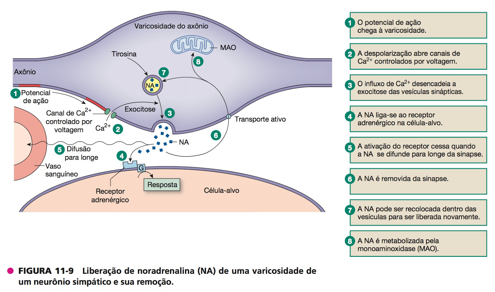 Liberação de noradrenalina (NA) de uma varicosidade de um neurônio simpático e sua remoção Liberação de noradrenalina (NA) de uma varicosidade de um neurônio simpático e sua remoção