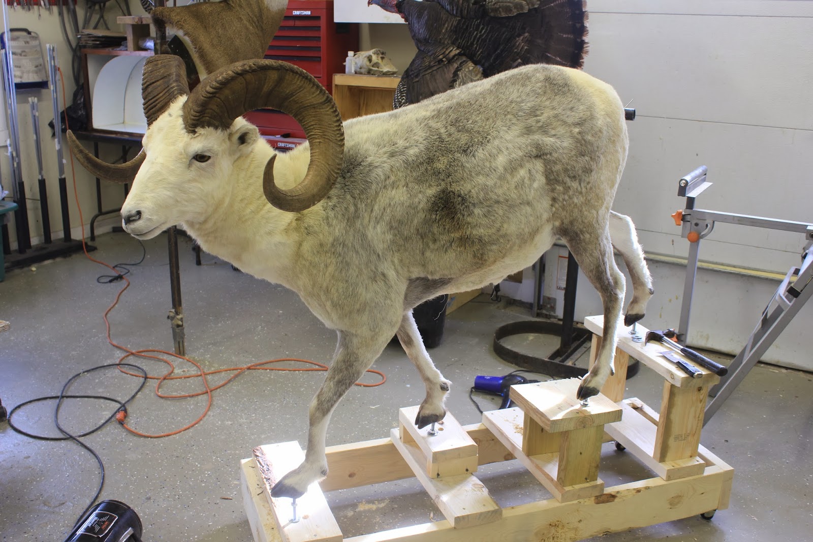 YOUNGS WILDLIFE Stone Sheep