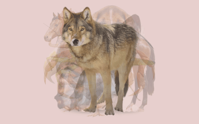 The Animal You See First Will Reveal Your Personality Traits