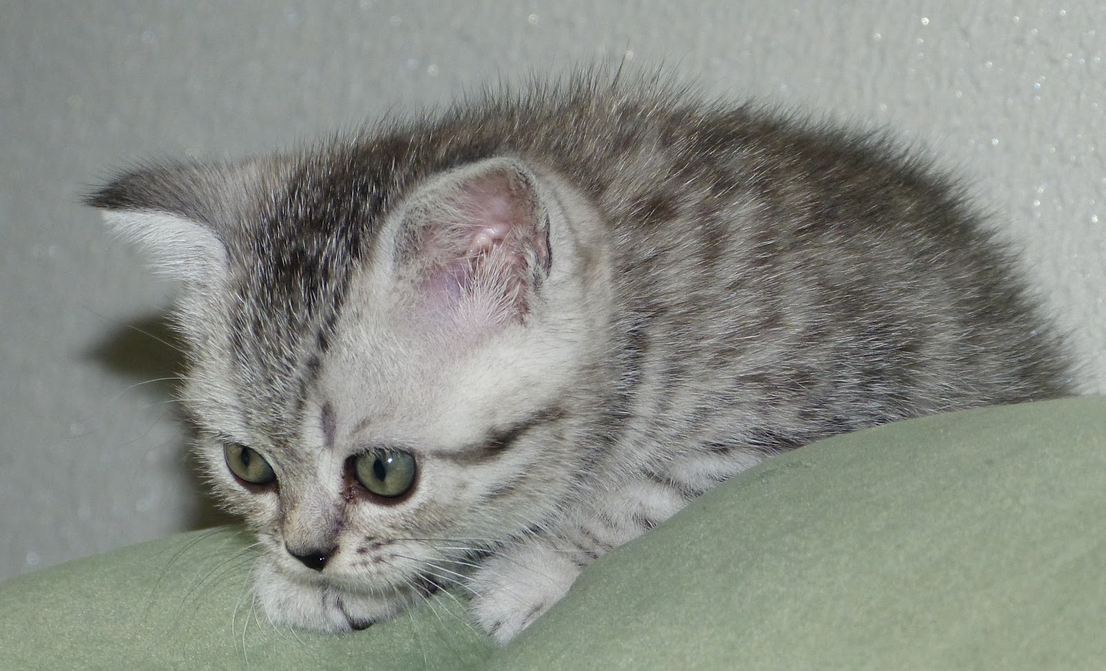 Britisch Kurzhaar Kitten BKH silver tabby classic und BKH mackerel