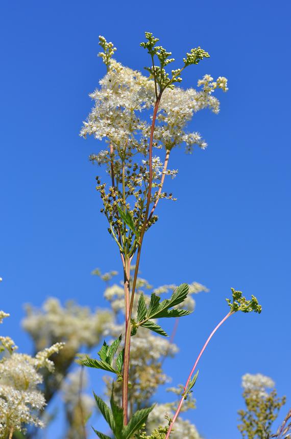 wild & kostbar: Feuerlöscher unter den Pflanzen