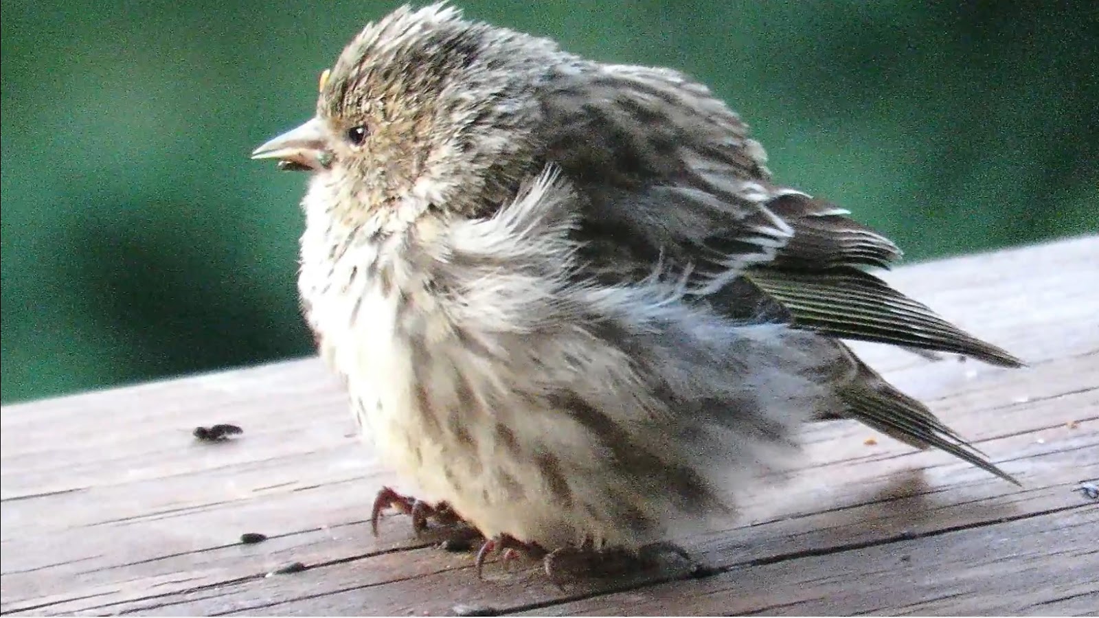 Backyard Birding....and Nature Sick Pine Siskins Bird Salmonella