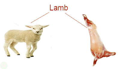 Lamb,Lamb meat,বাচ্চা ভেড়ার মাংস