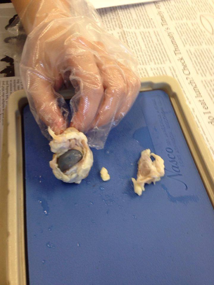 The Best of Anatomy Sheep Eye Dissection Analysis