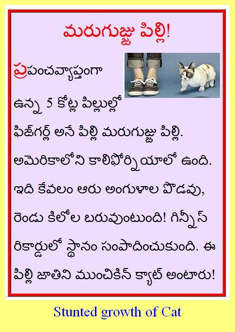 Animal family(Telugu) - జంతు కుటుంబం : July 2013