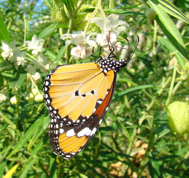 African Monarch Butterfly Danaus chrysippus aegyptius