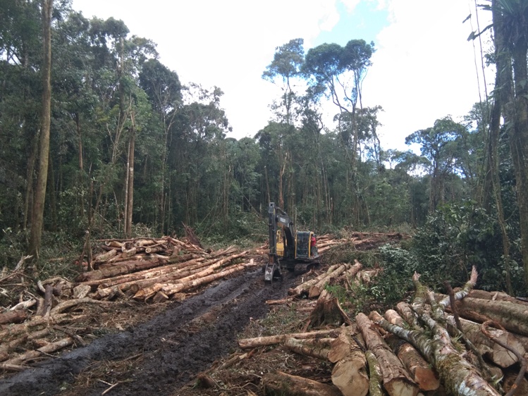 Heboh Penebangan Hutan Di Samosir Hutan Tele Terancam Punah