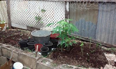 A Pot Garden