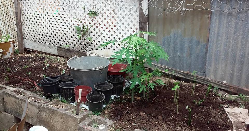 A Pot Garden