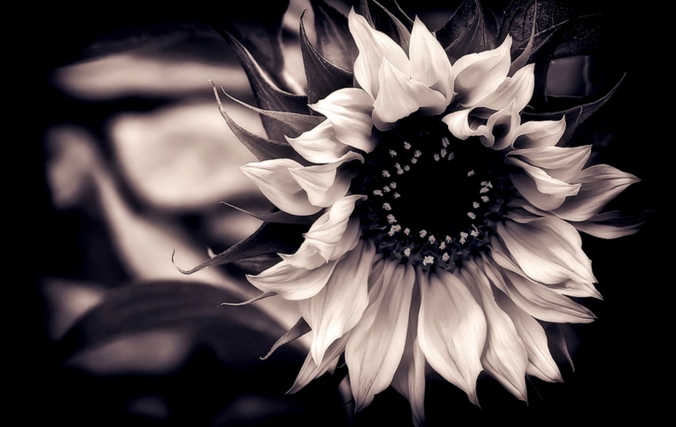 Black and White Fl Wallpaper 1440x900px 752106