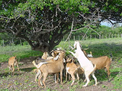 Caprinos consumindo folhas de imbuzeiro