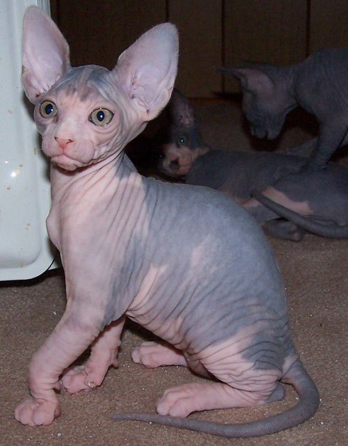 Hairless Sphynx Kittens for Adoption . SPHYNX kittens for adoption