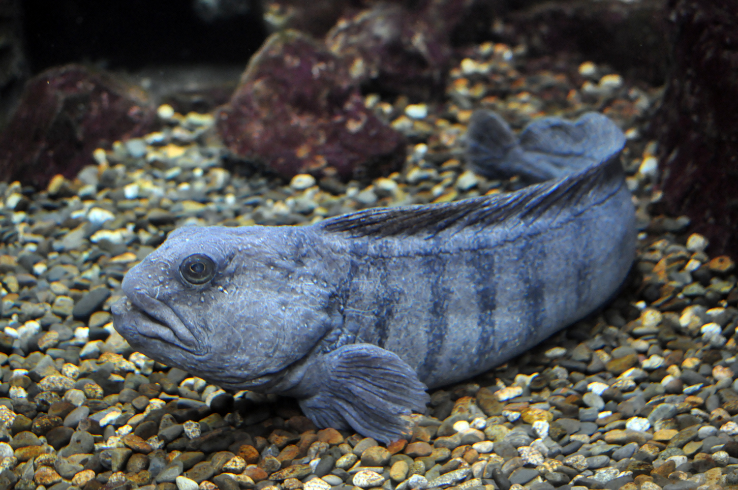 freshwater wolf fish species