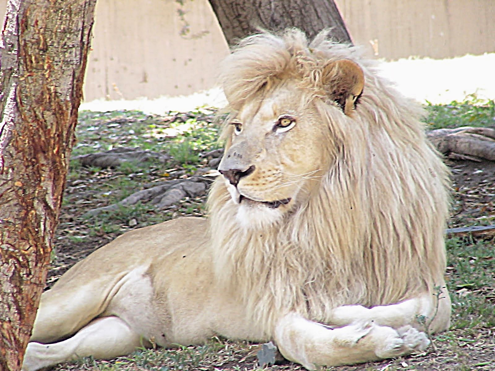 gambar singa putih