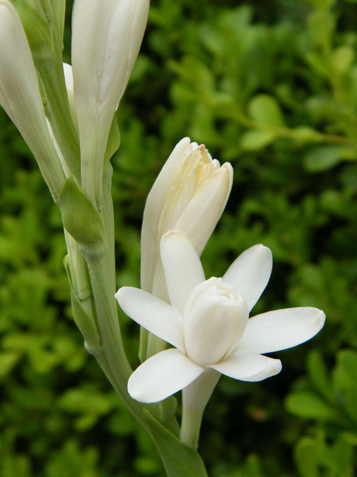 Pictures Of Tuberose 34