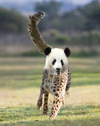 гепард самка. Little big panda cheetah. детеныш леопарда. панда от гепарда. Panda e cygo плагиат.