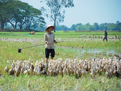 Chuyện người nhà hàng xóm của tôi