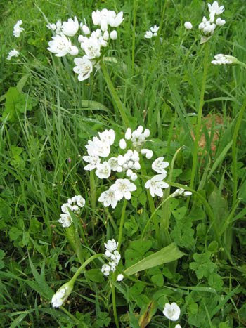 Allium neapolitanum: