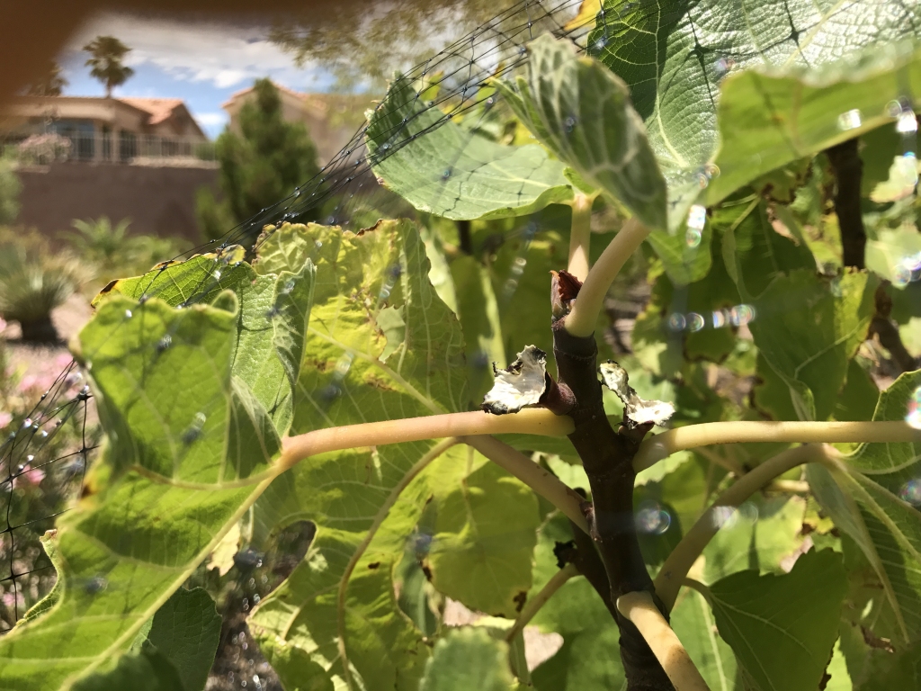 Xtremehorticulture of the Desert Figs Eaten on Tree Could be Rats!