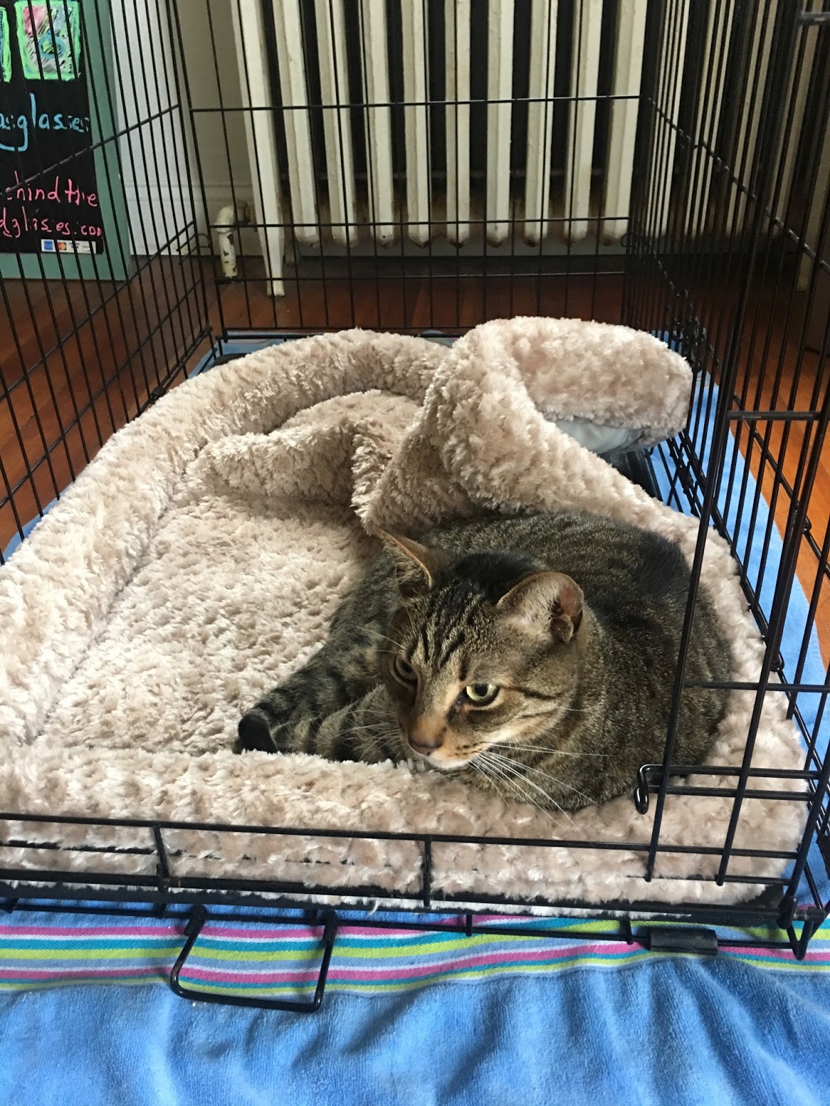 Behind The Leopard Glasses Foxy Lady In Mustard Lularoe