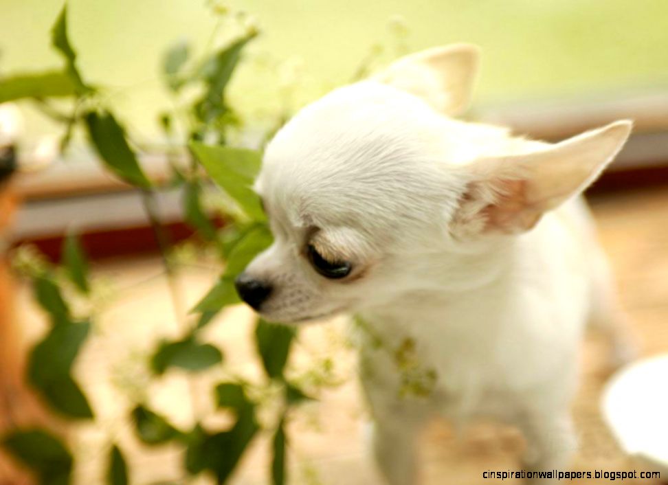 cute chihuahua puppy New Funny Pet Pictures  DogsCatsBirds